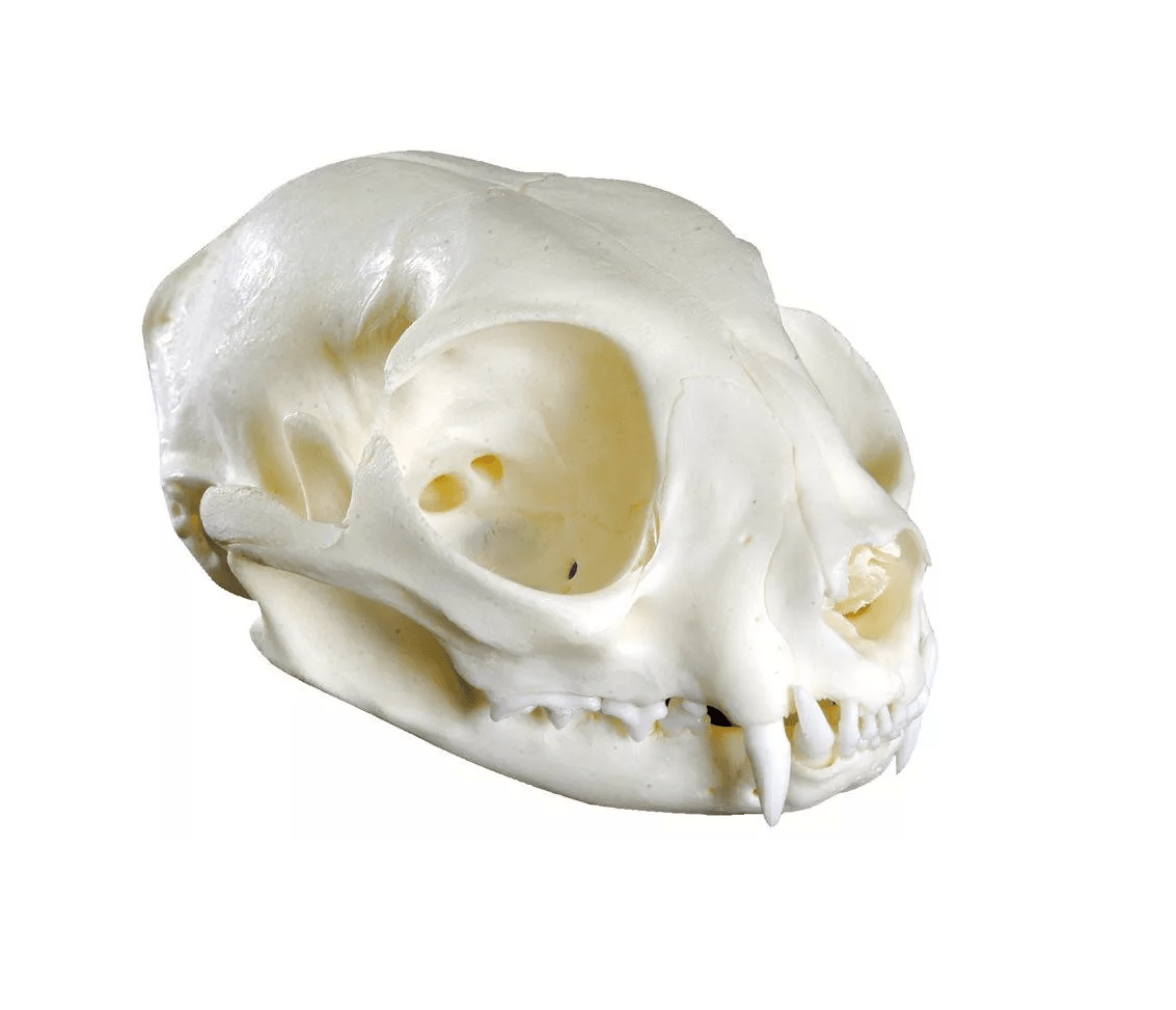 Katzenschädel - Erler - Zimmer